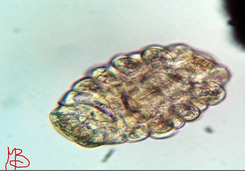 tardigrado a bocca aperta